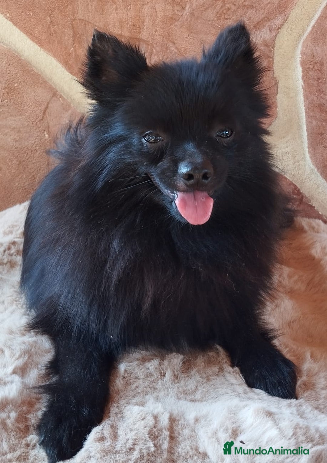 Pomerania perros en venta: POMERANIA SPITZ  - Imagen 6