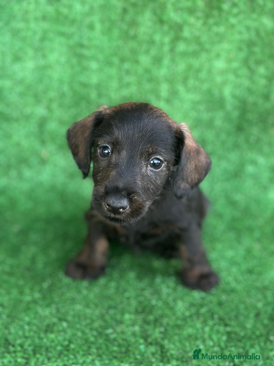 Teckel perros en venta: Teckel miniatura pelo fino  en Madrid - Imagen 4