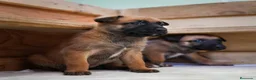 Pastor Belga Malinois perros en venta: PASTOR BELGA MALINOIS  - Anuncio 2