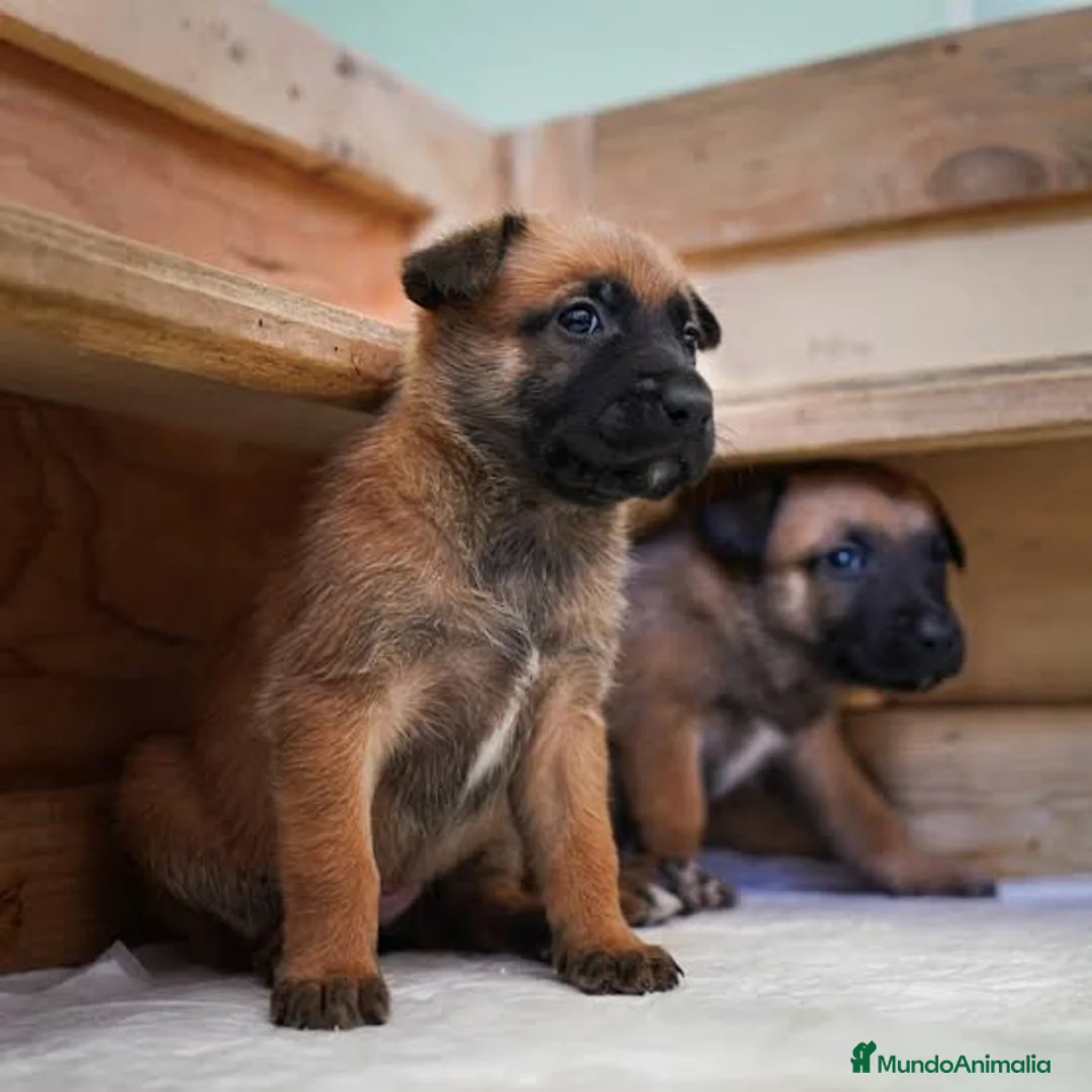 Pastor Belga Malinois perros en venta: PASTOR BELGA MALINOIS  - Anuncio 2