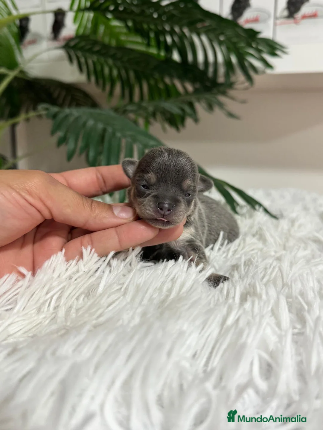 Chihuahua perros en venta: Chihuahua Blue hembra - Anuncio 4