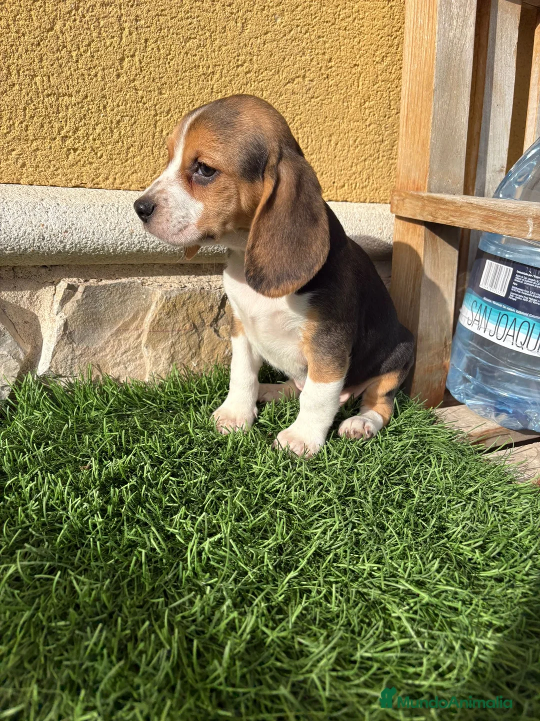 Beagle perros en venta: Cachorro macho de Beagle  - Anuncio 7
