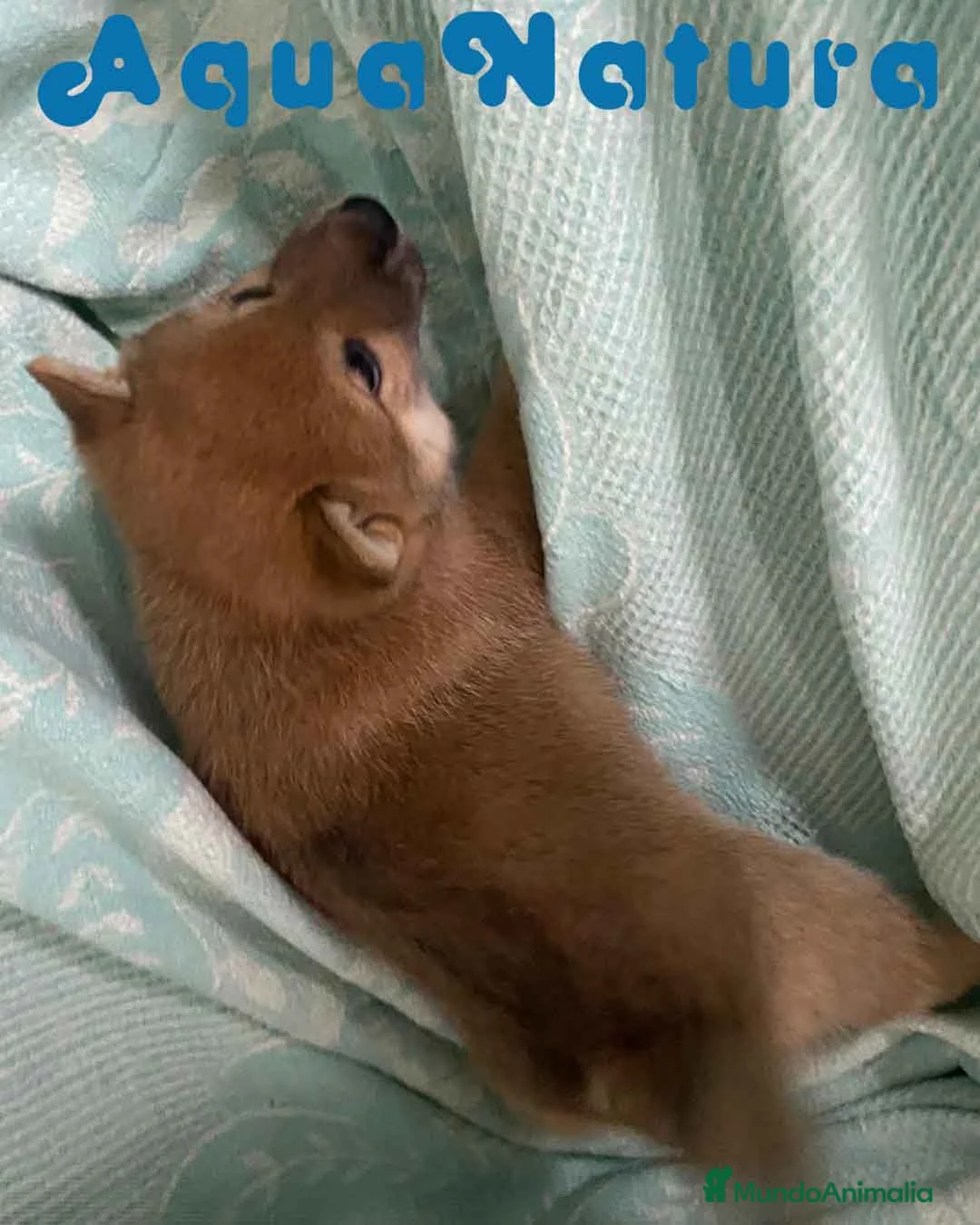 Shiba Inu perros en venta: Shiba Inu Hembra de Melani y Silvio AQUANATURA - Anuncio 2