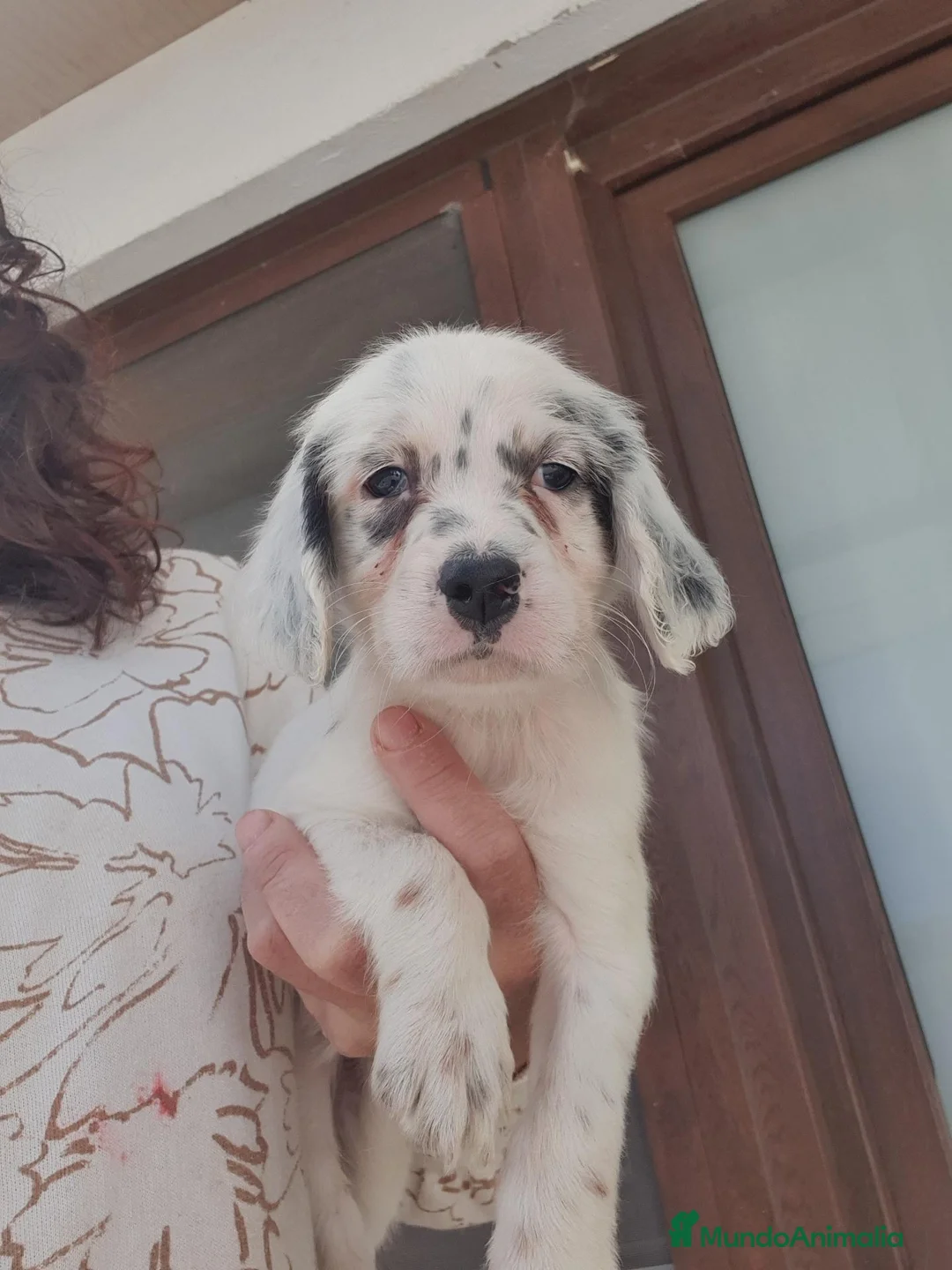 Setter Inglés perros en venta: Cachorro hembra Setter - Anuncio 2