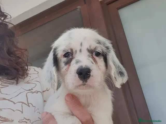 Setter Inglés perros en venta: Cachorro hembra Setter - Anuncio 2