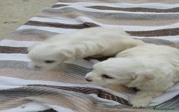 Bichón Maltés perros en venta: Macho bicho maltes  - Imagen 10