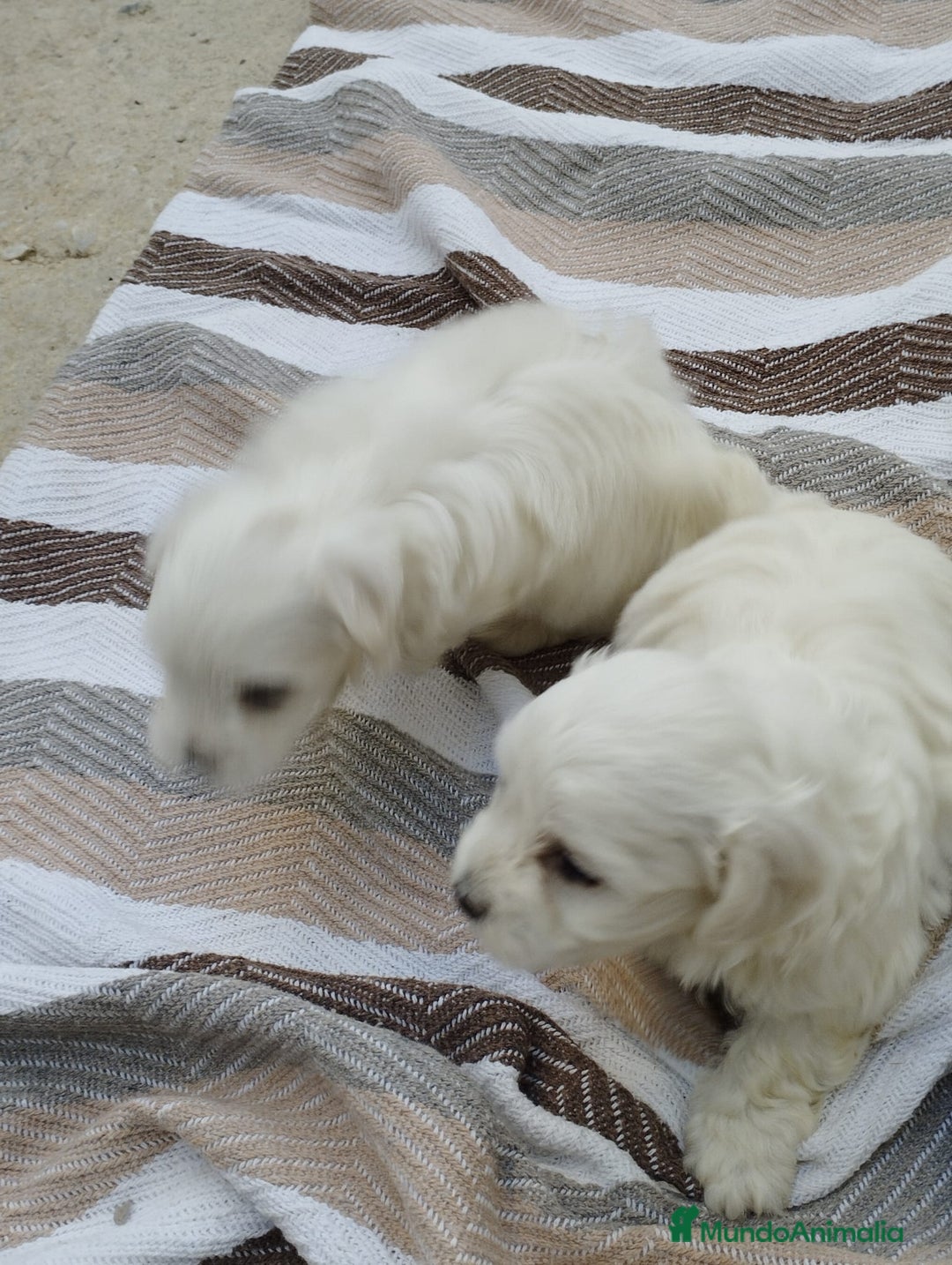Bichón Maltés perros en venta: Macho bicho maltes  - Imagen 10