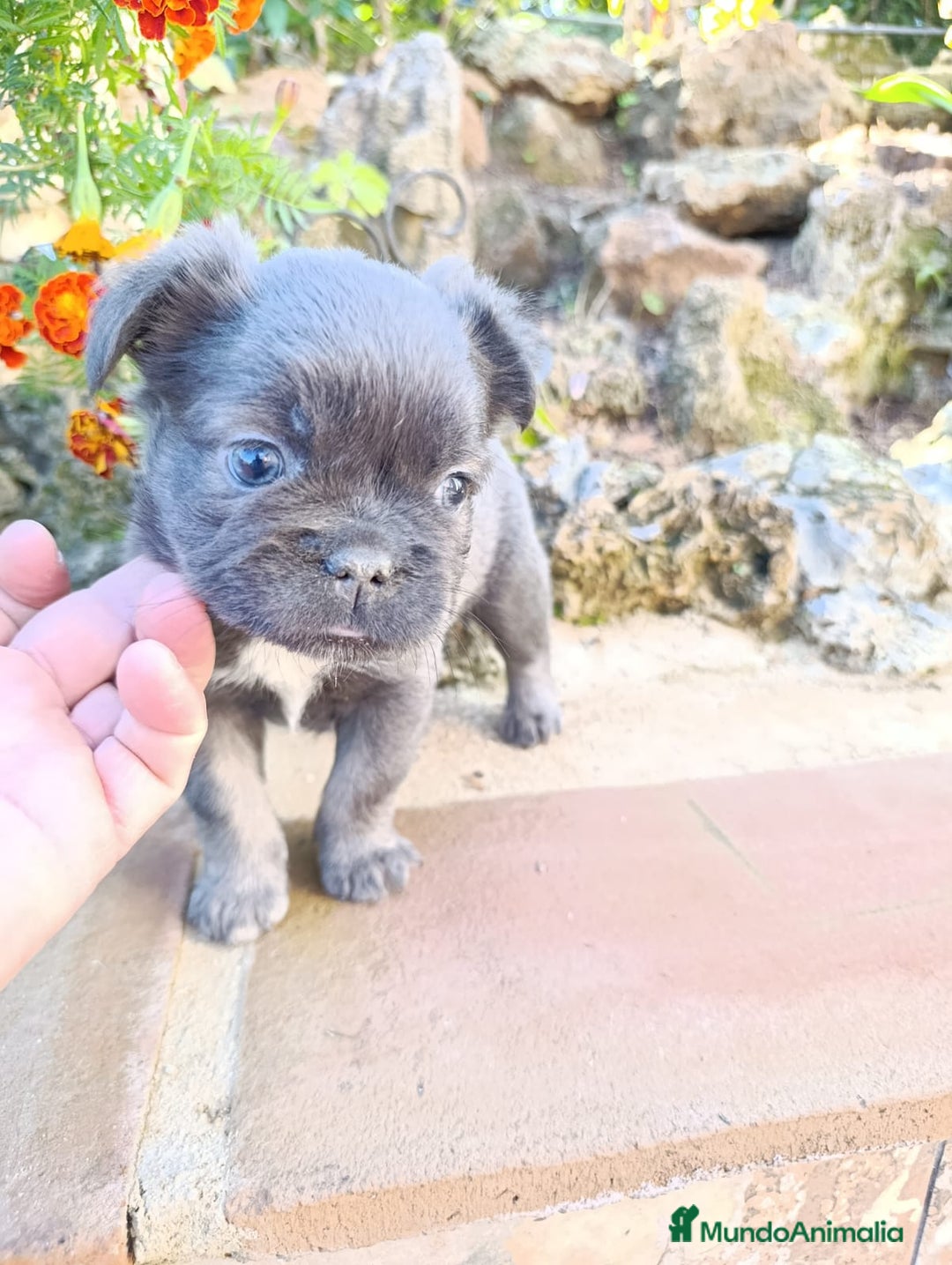 Bulldog Francés perros en venta: Bulldog Frances - Anuncio 5