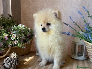 Pomerania perros Pomerania totalmente vacunado !!! - Anuncio 2