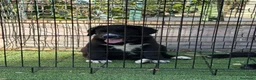 Pastor de Asia Central perros en venta: Hembras de Alabai negras  - Anuncio 7