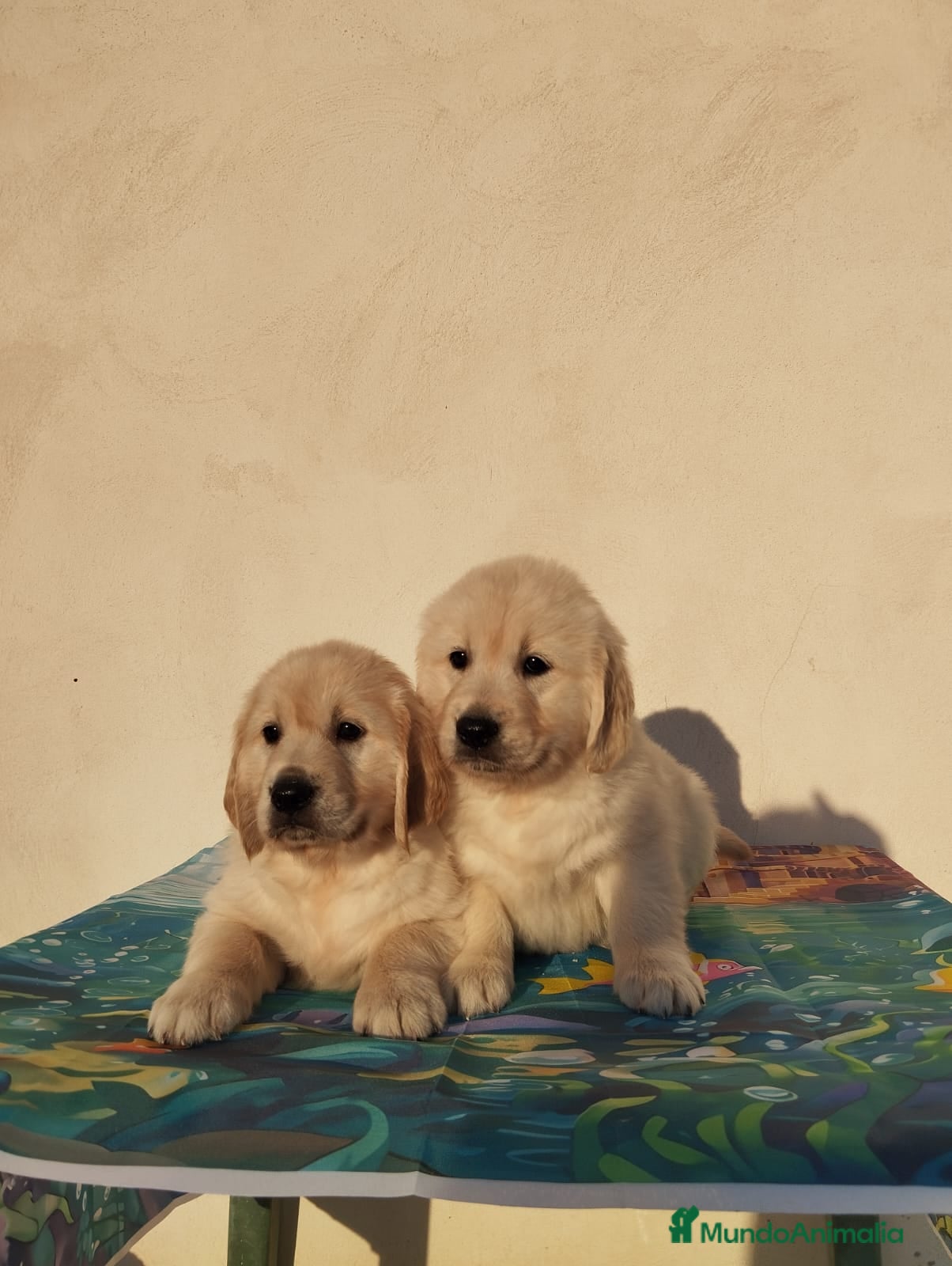 Golden Retriever perros Últimos cachorros de Golden Retriever - Anuncio 1