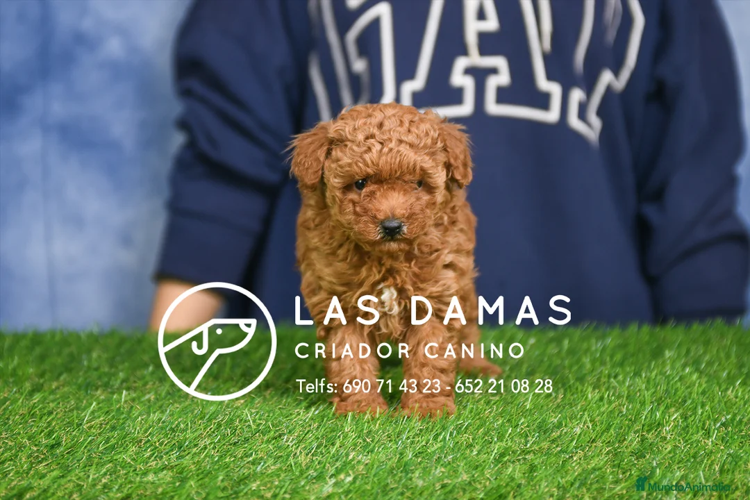 Caniche Enano perros en venta: Caniche Enano - Anuncio 3