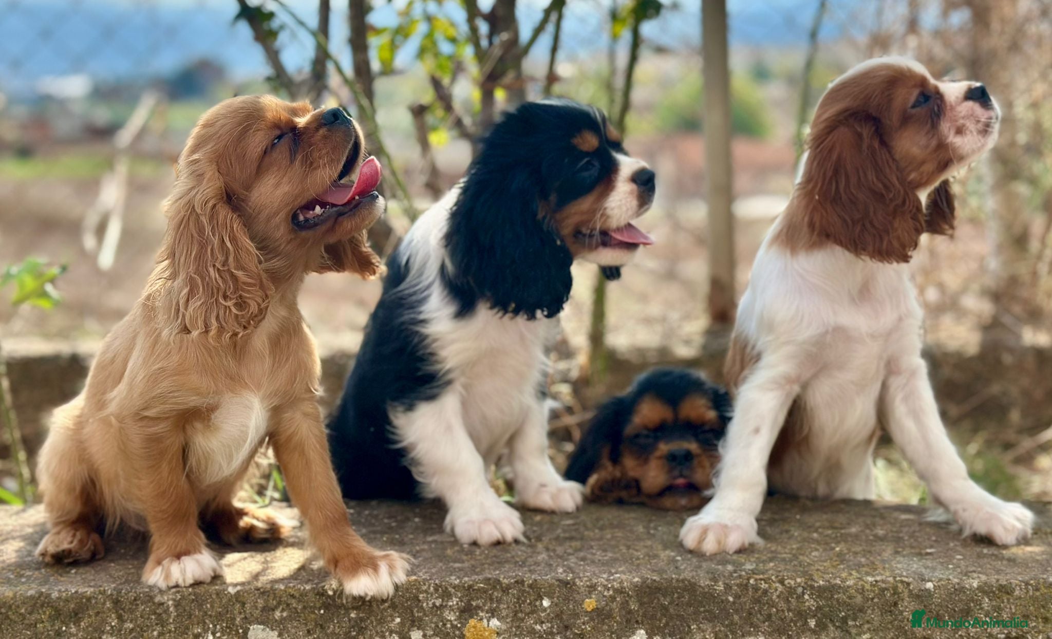 Cavalier King Charles Spaniel perros Cavaller king  - Anuncio 11