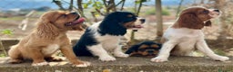 Cavalier King Charles Spaniel perros en venta: Cavaller king  - Anuncio 1