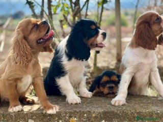 Cavalier King Charles Spaniel perros - Anuncio 1