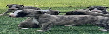 Whippet 2