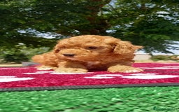 Caniche Toy perros en venta: caniche toy  - Imagen 1