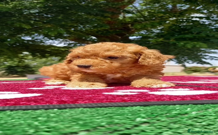 Caniche Toy perros - Propaganda 2