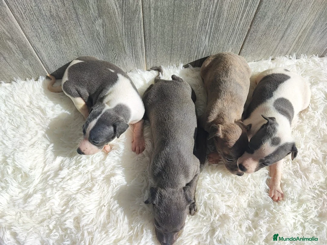 Whippet perros en venta: WHIPPET Hembra - Anuncio 2