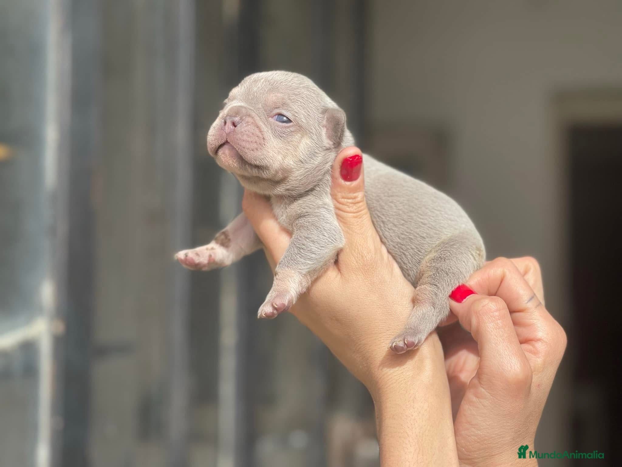 Bulldog Francés perros en venta: bulldog frances  - Anuncio 2