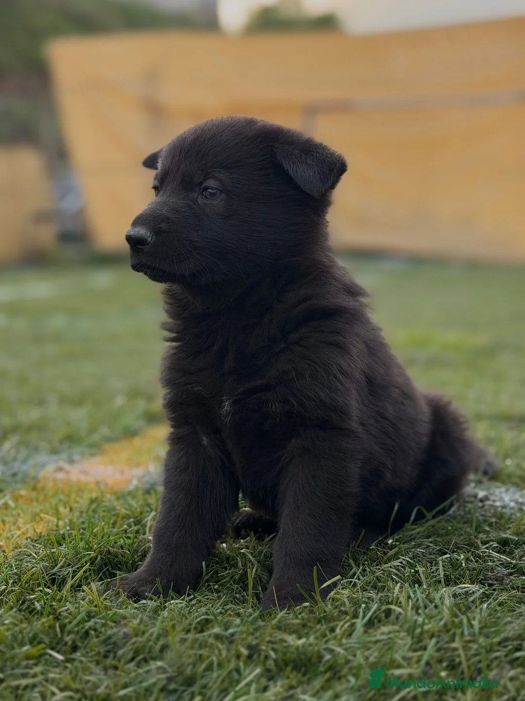 Pastor Alemán perros en venta: Pastor alemán  - Anuncio 1