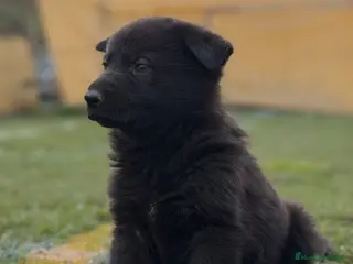 Pastor Alemán perros Pastor alemán - Anuncio 2