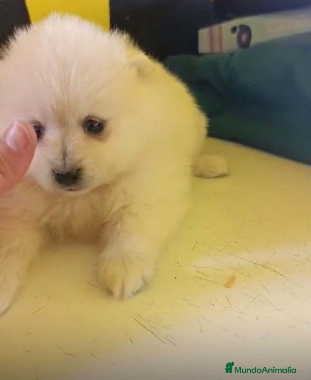 Pomerania perros en venta: Lulu pomerania toy  - Anuncio 13