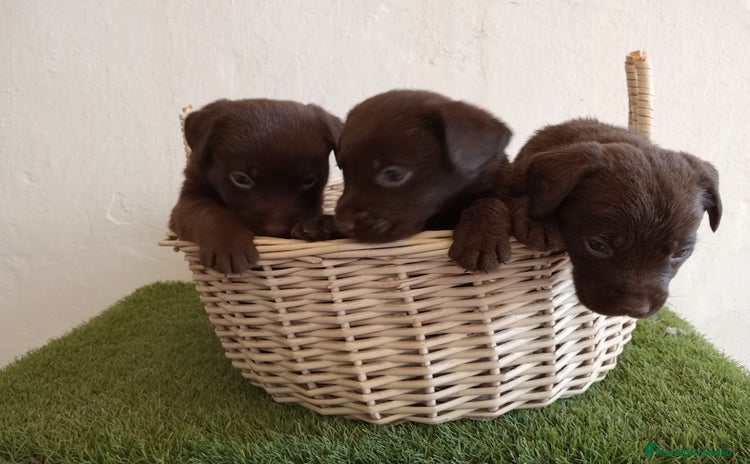 Labrador Retriever perros - Anuncio 1