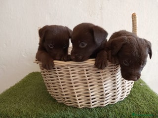 Labrador Retriever perros - Anuncio 9
