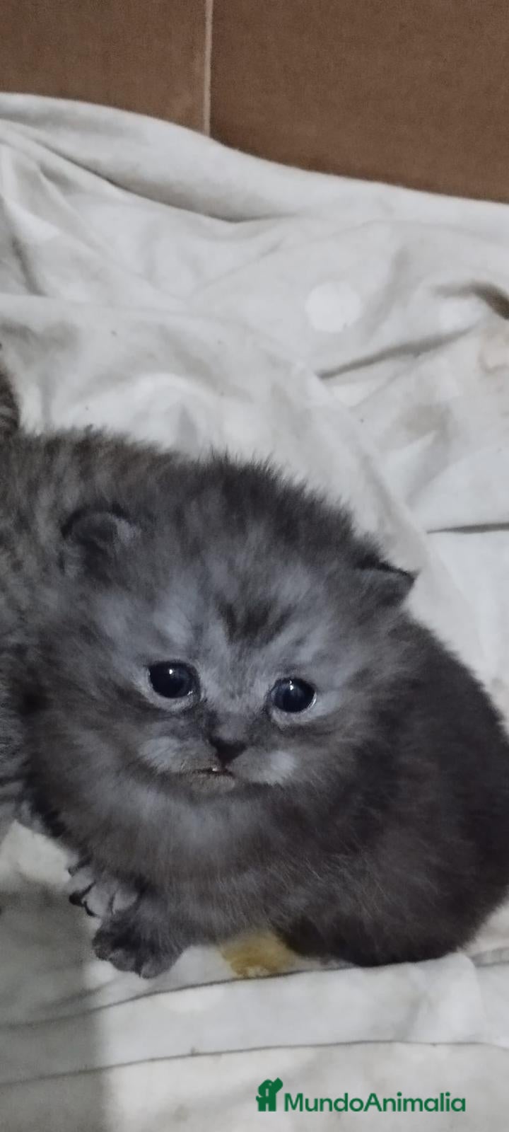 Scottish Fold gatos Venta de Scotish Fold - Anuncio 2