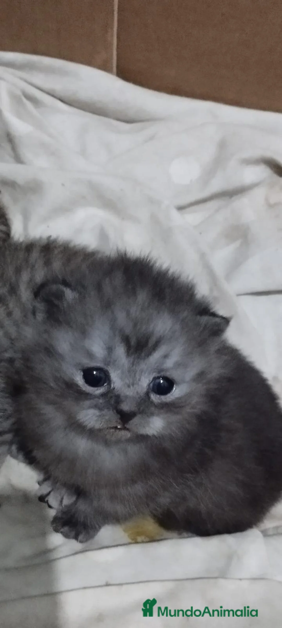 Scottish Fold gatos en venta: Venta de Scotish Fold - Anuncio 1