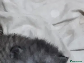 Scottish Fold gatos Venta de Scotish Fold - Anuncio 2