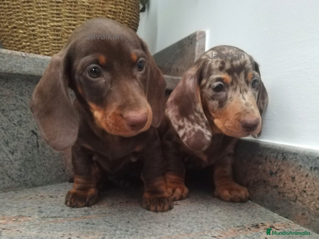 Teckel Miniatura perros en venta: Teckel miniatura  - Imagen 3