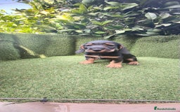 Teckel Miniatura perros en venta: teckel pelo basto - Imagen 5