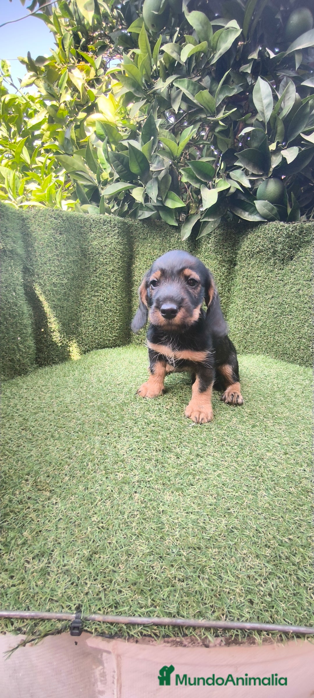 Teckel Miniatura perros en venta: teckel pelo basto - Imagen 5
