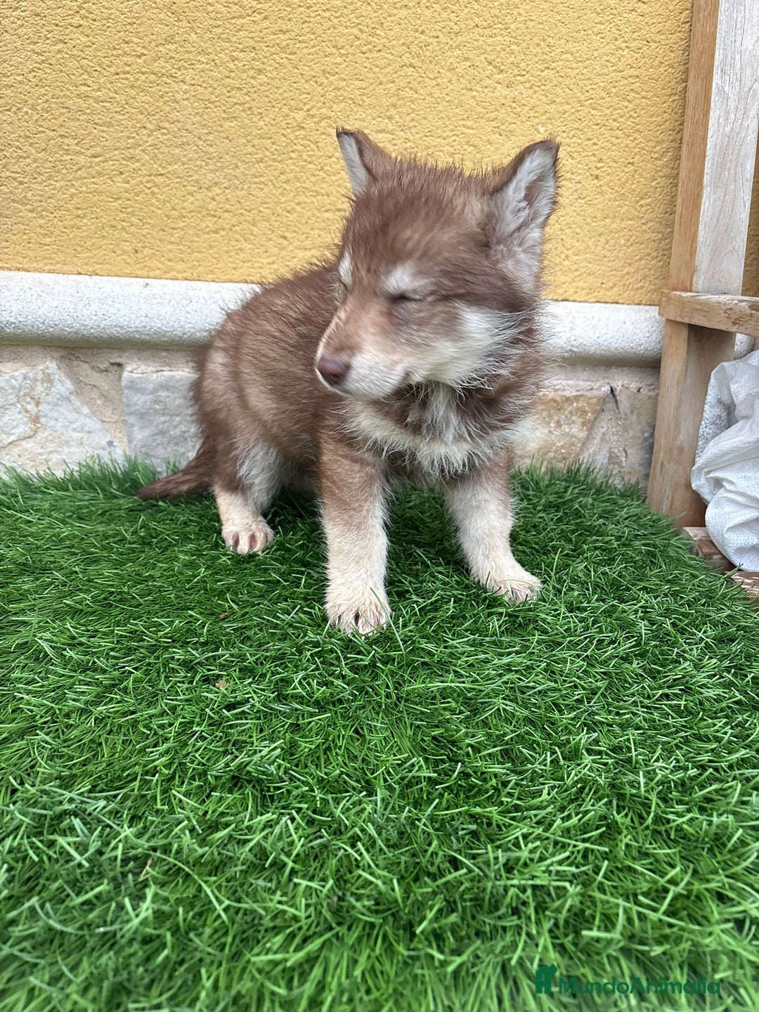 Husky Siberiano perros en venta: Hembra Husky Siberiano roja  - Anuncio 16