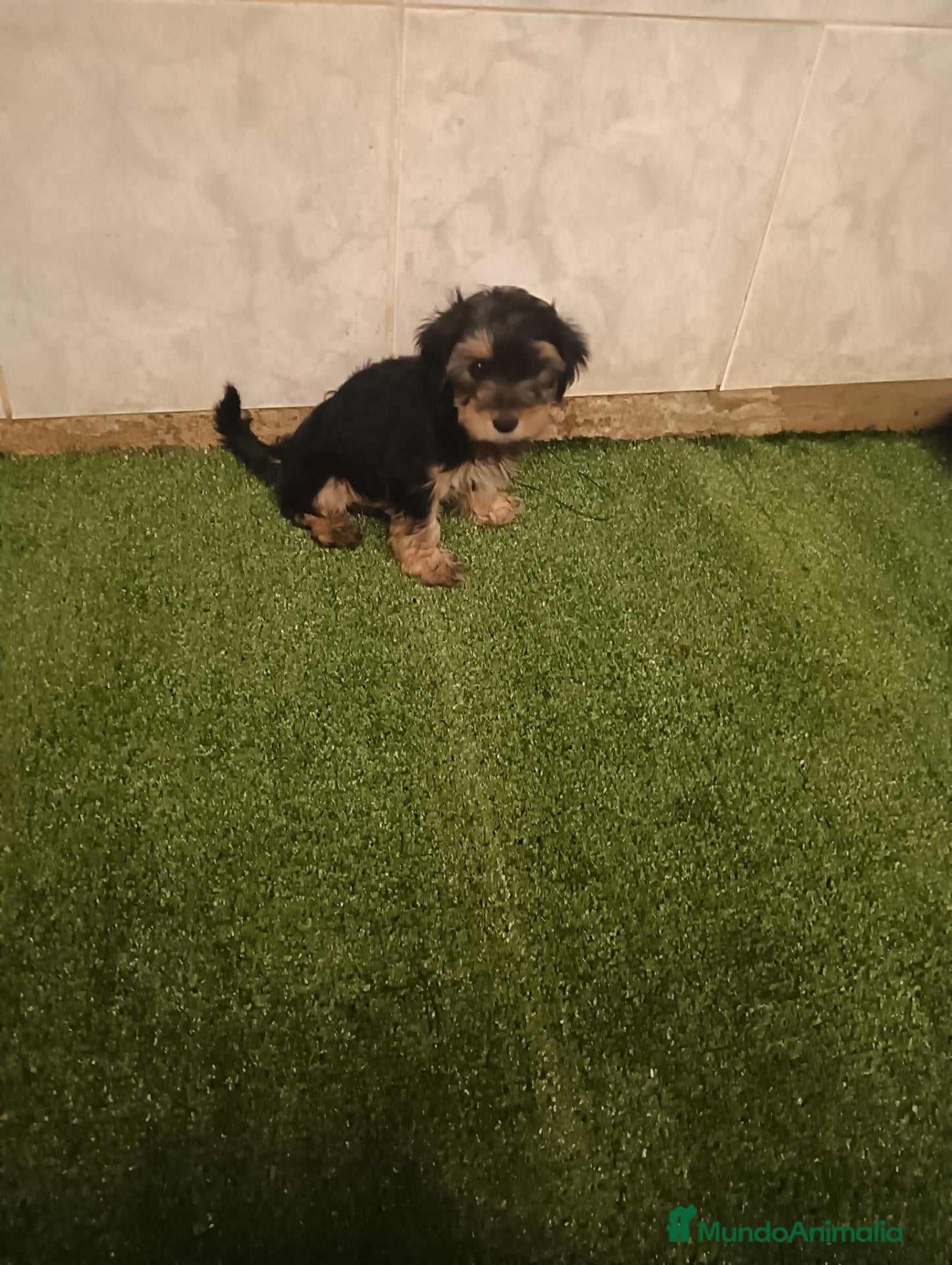Yorkshire Terrier perros Yorkshire toy  - Anuncio 23