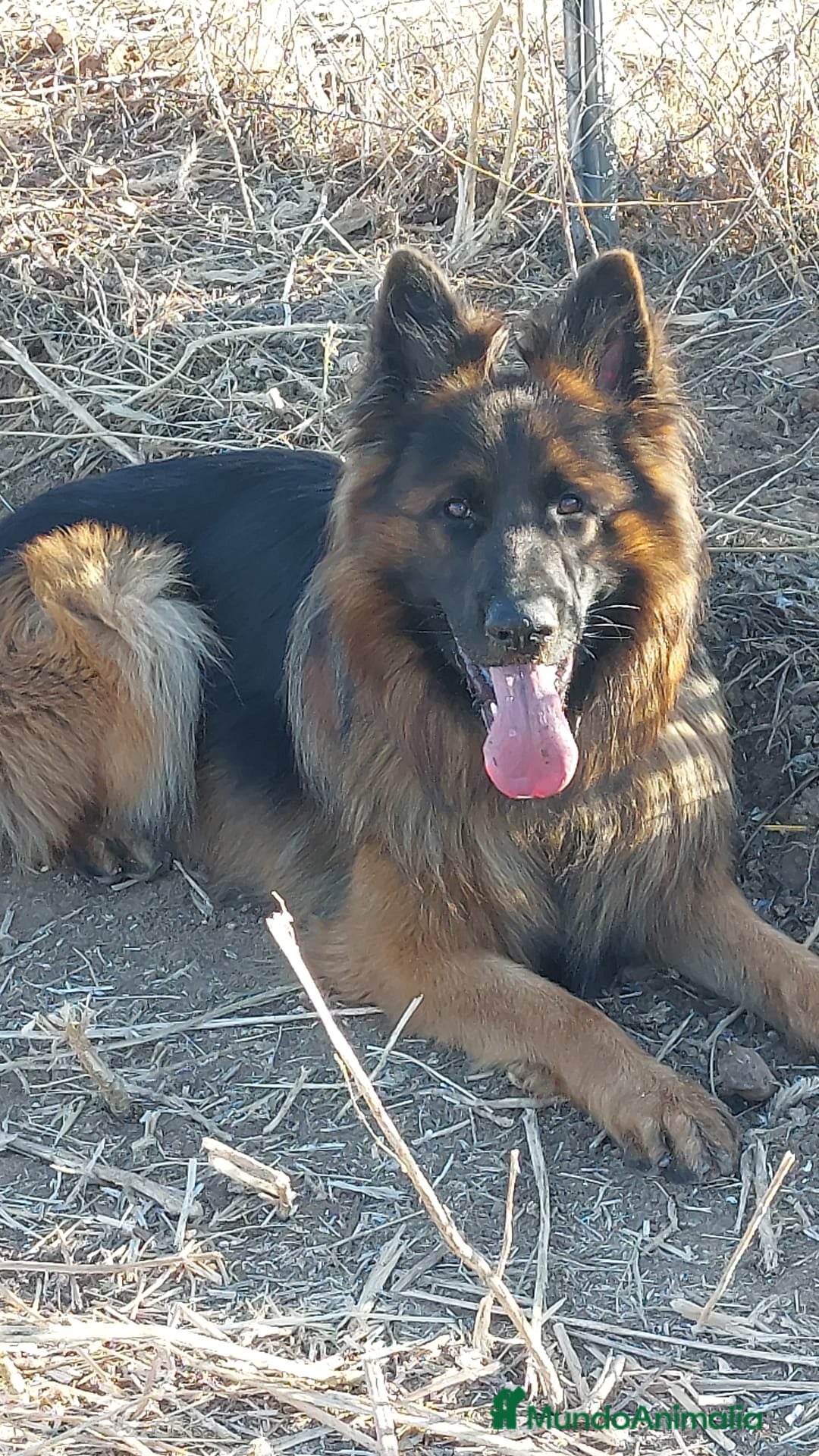 Pastor Alemán perros para monta: Pastor alemán para montas  - Anuncio 7