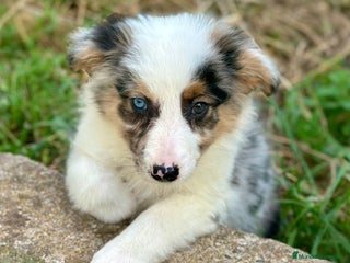 Border Collie perros - Anuncio 17