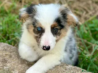 Border Collie perros Border collie - Anuncio 19