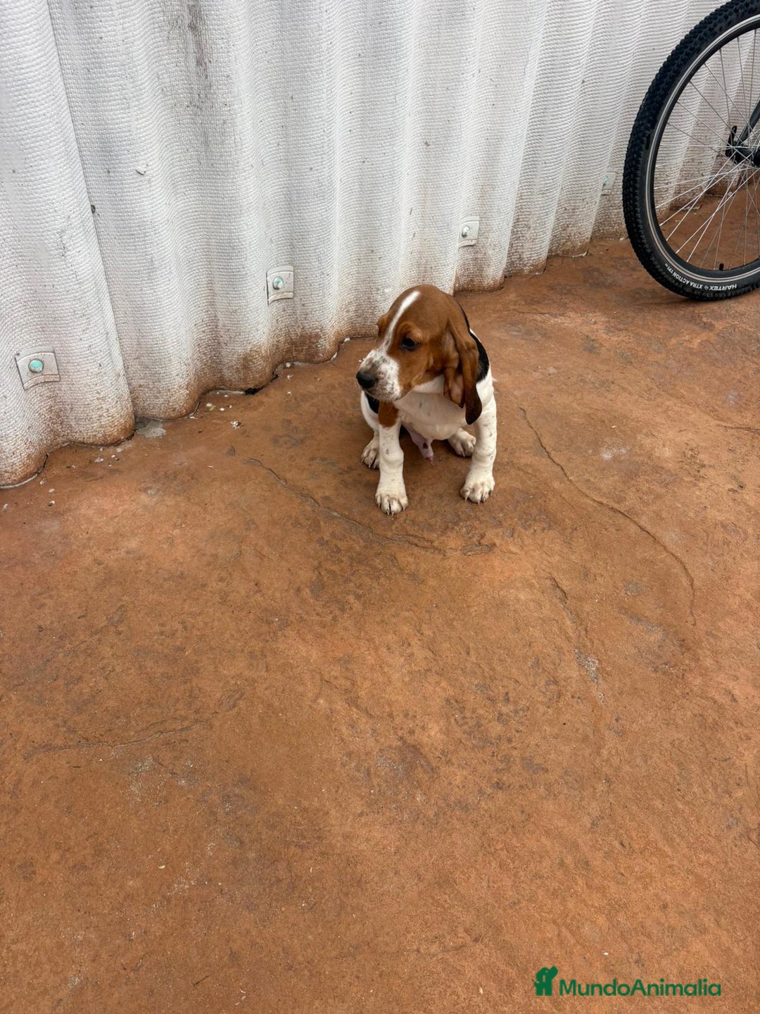 Basset Hound perros en venta: Basset hound último macho - Anuncio 4