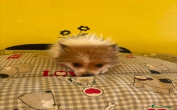 Pomerania perros en venta: Pomerania machos - Imagen 7