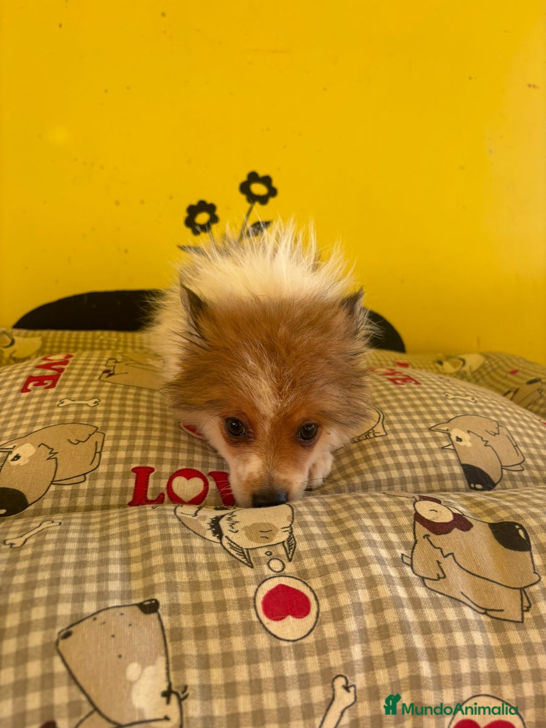 Pomerania perros en venta: Pomerania machos - Imagen 7