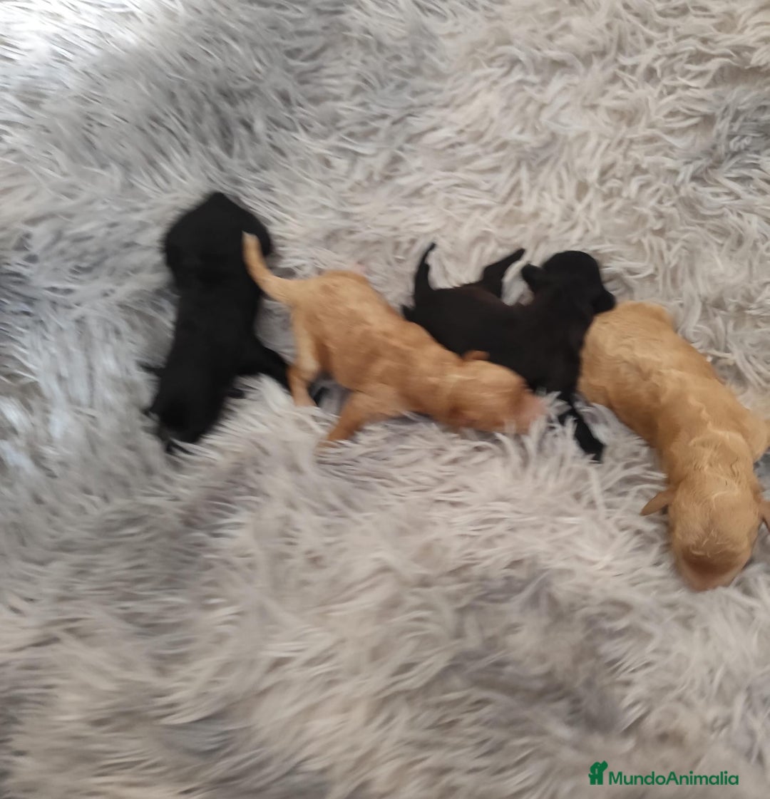 Caniche Toy perros en venta: Caniche toy  - Anuncio 10