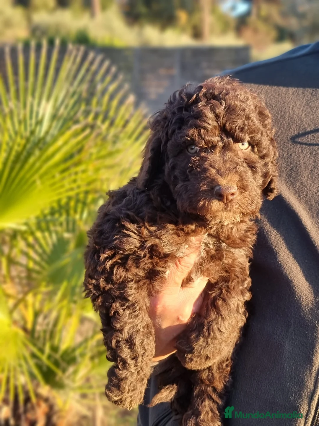 Perro de Agua Español perros en venta: Perro de Agua - Anuncio 1