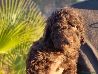 Perro de Agua Español perros Perro de Agua - Anuncio 2