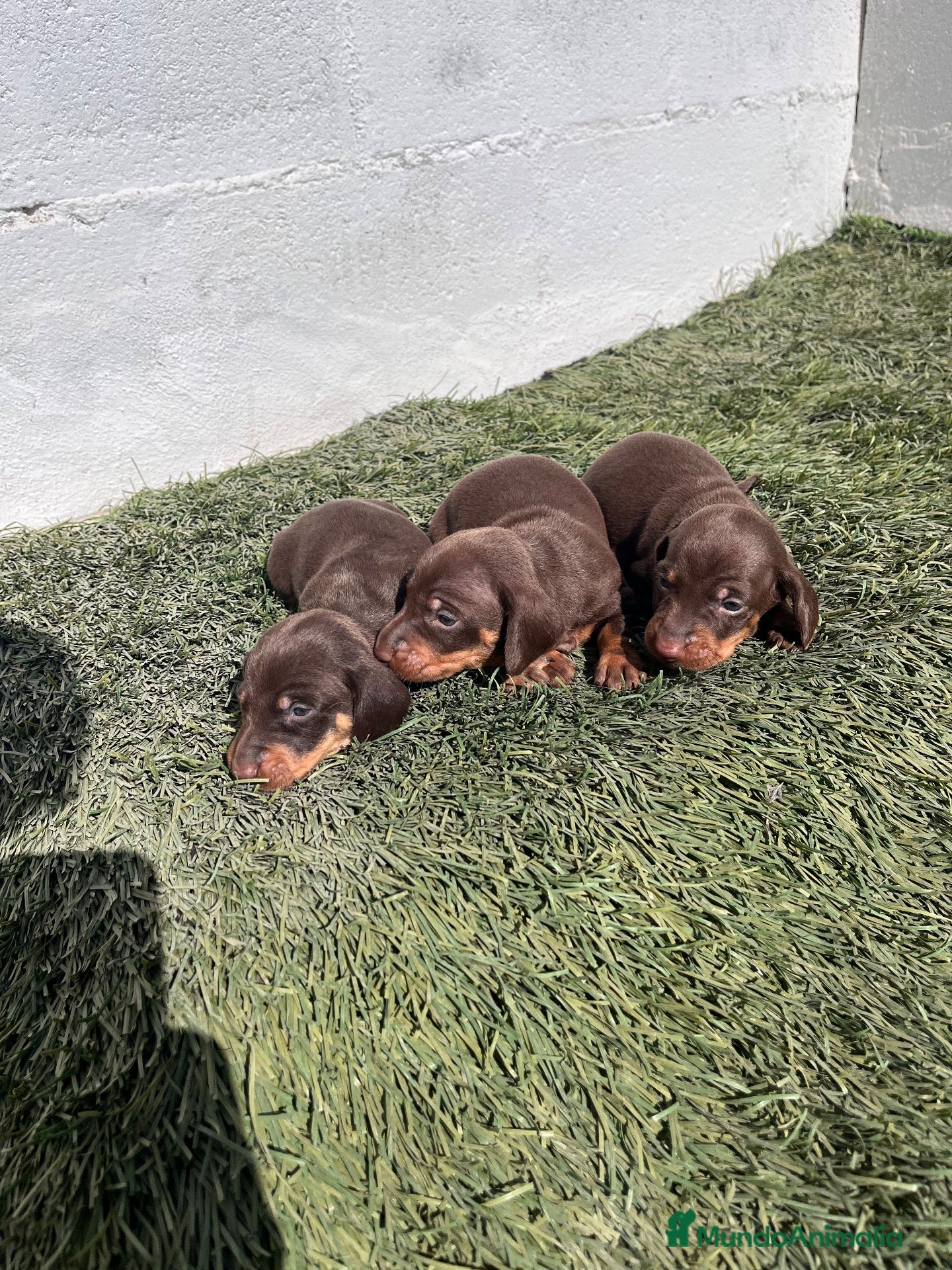 Teckel Miniatura perros en venta: Cachorros de teckel  - Anuncio 4