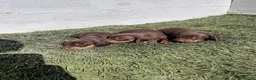 Teckel Miniatura perros en venta: Cachorros de teckel  - Anuncio 1
