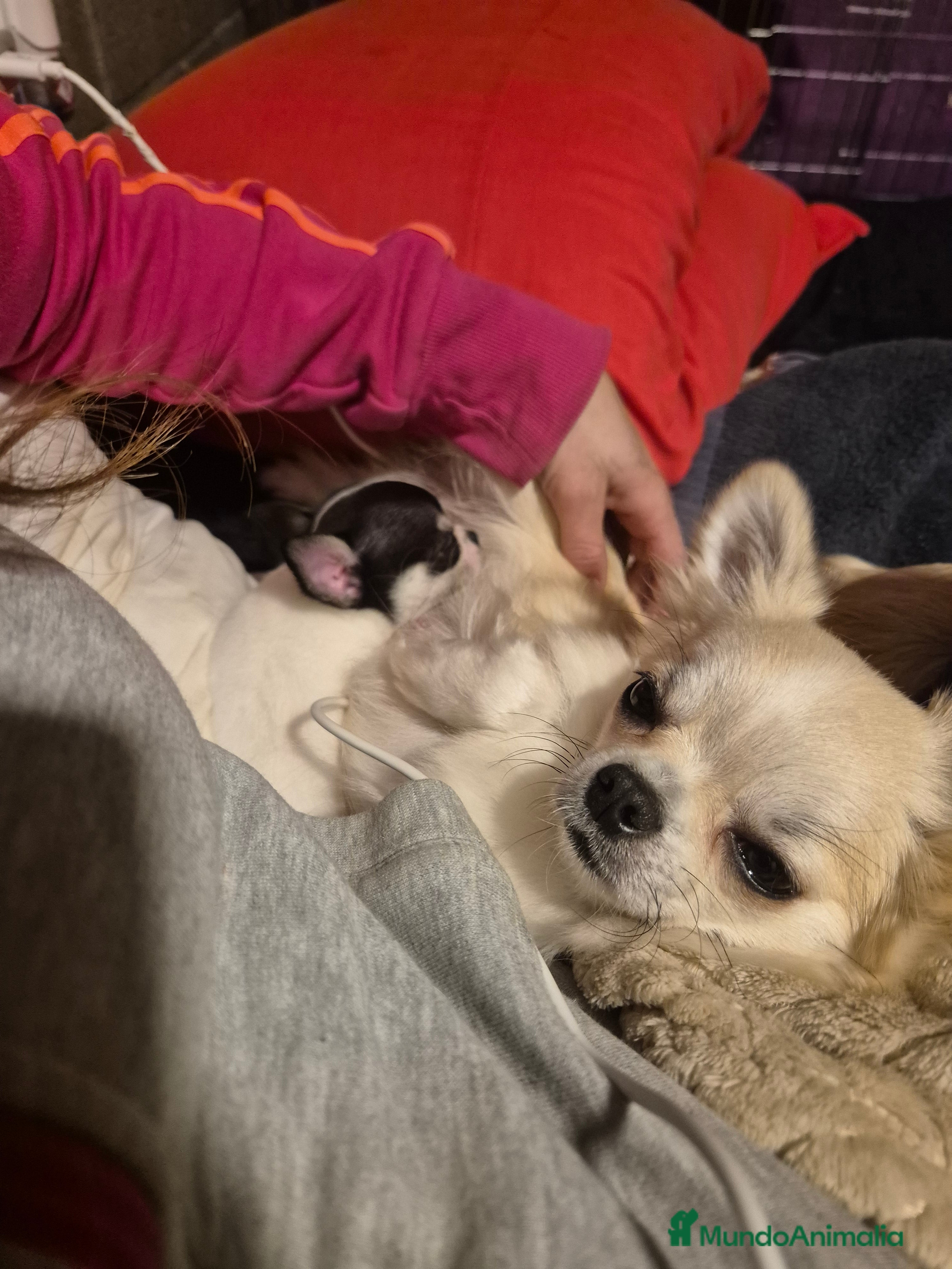 Chihuahua perros Chihuahuas de calidad - Anuncio 1