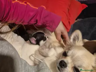 Chihuahua perros Chihuahuas de calidad - Anuncio 1